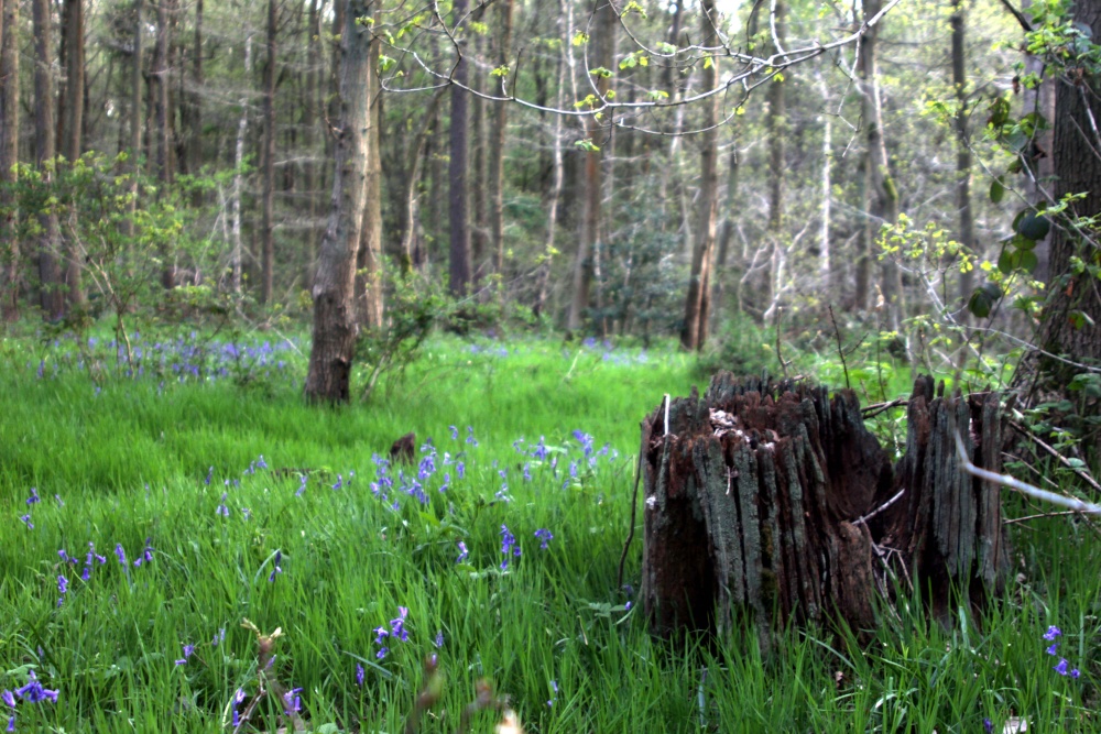 Hartshill Hayes Country Park