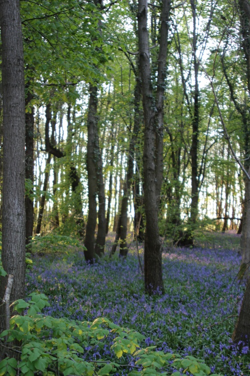 Hartshill Hayes Country Park