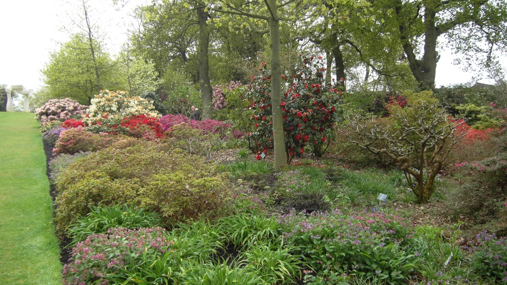 Rhododendrons and Azaleas.