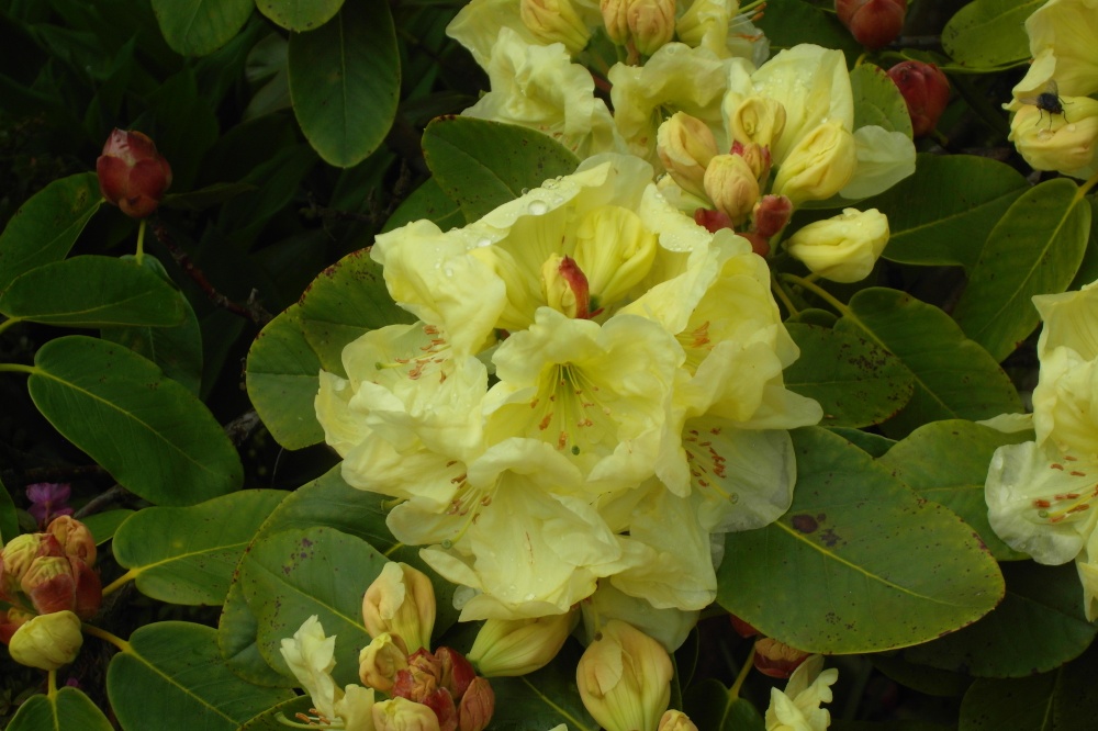 Yellow Rhododendron.