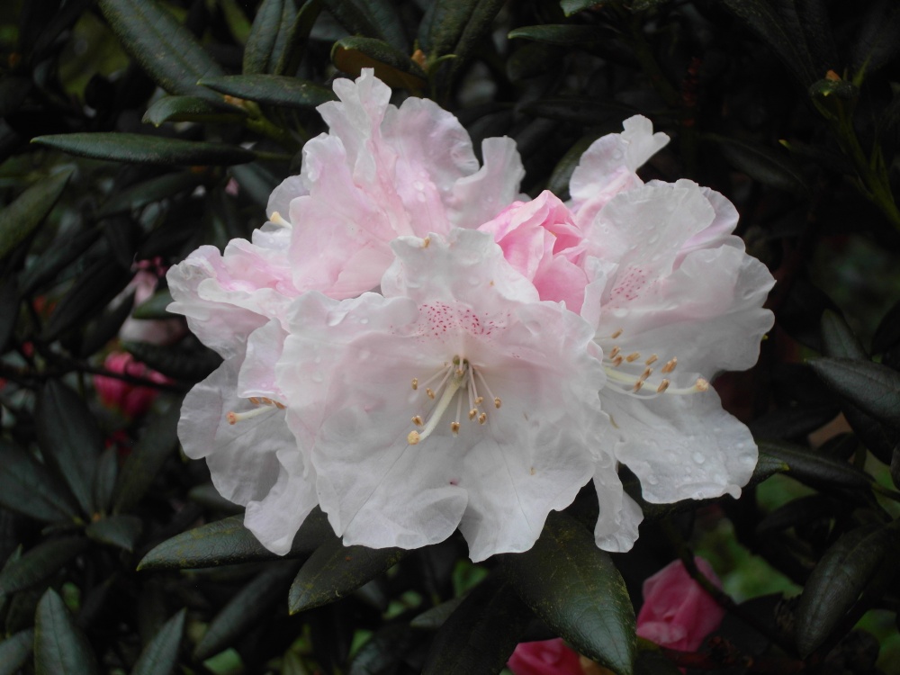Rododendron.