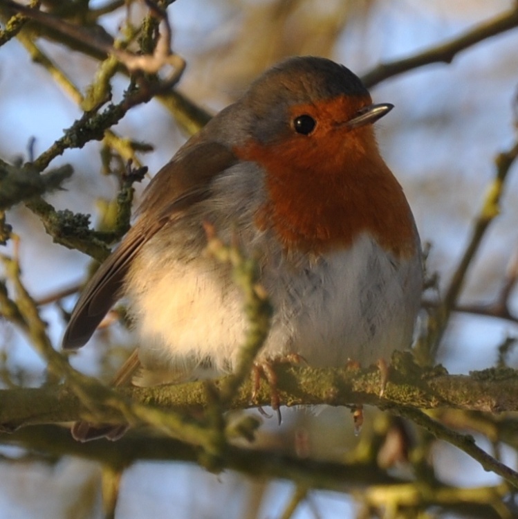 Robin