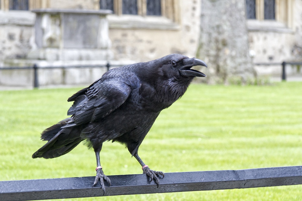 Six ravens. Ворона Тауэр. Ворон Тауэра. Вороны лондонского Тауэра. Tower of London вороны.