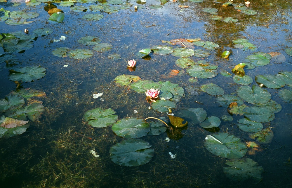 Waterlily, Marshall`s Lake, Bedgebury