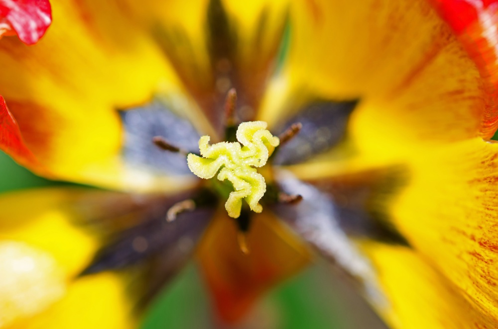 Abstract flower, Colnbrook