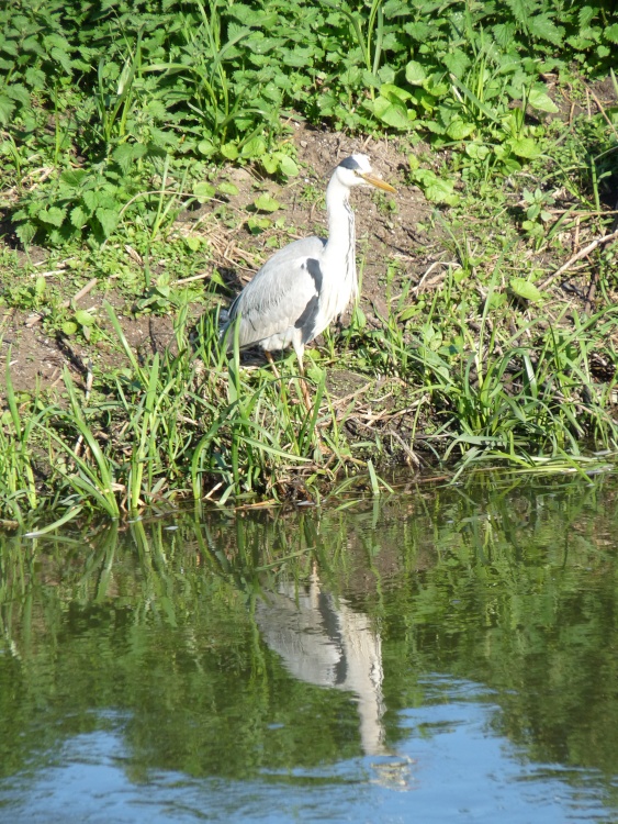 A Grey Heron in Watermead Country Park