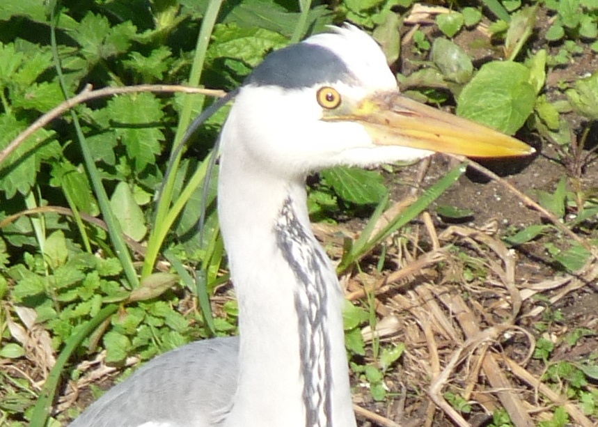 A Grey Heron in Watermead Country Park