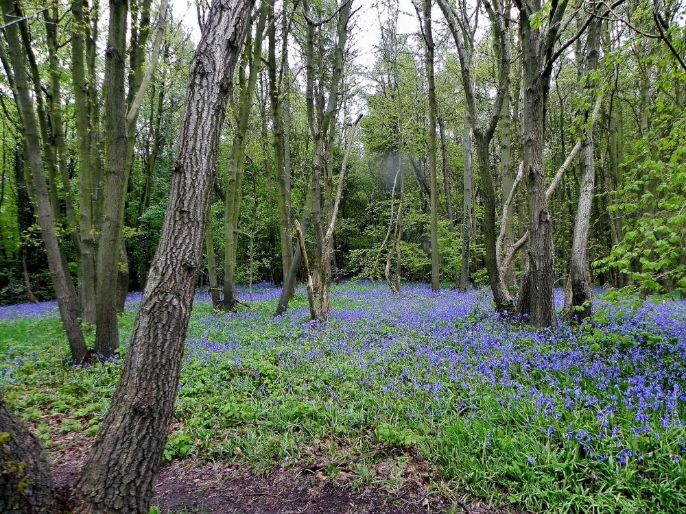 The Woods With Bluebells photo by MikeT