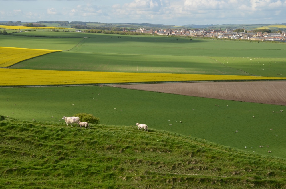 View from Maiden Castle towards Poudbury photo by Jez Taylor
