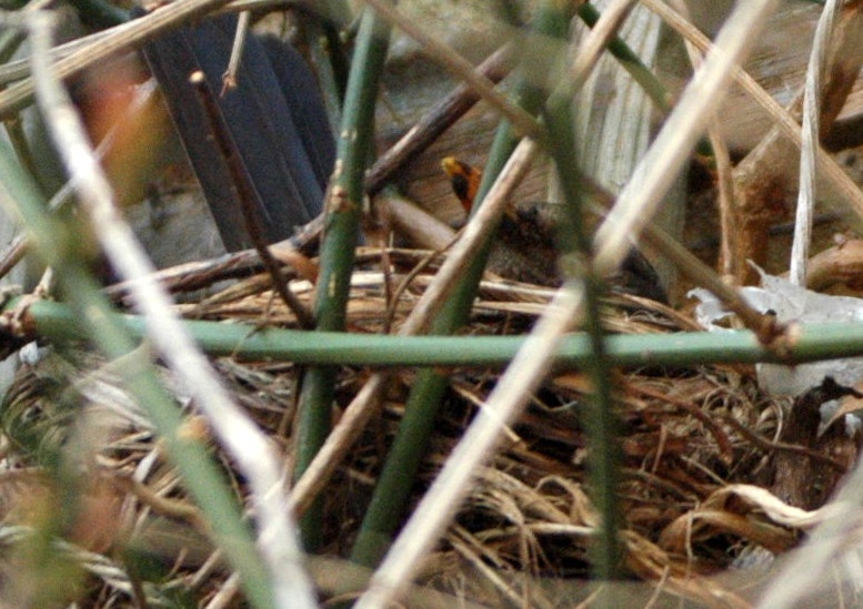 Blackbird  on nest