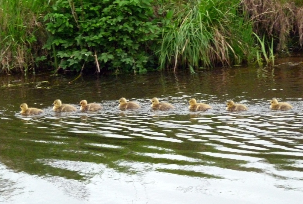 The first Goslings of the year in Watermead Country Park photo by Mike Freeman
