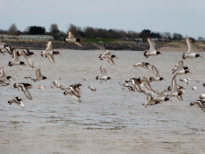 Photograph of Broughty Ferry