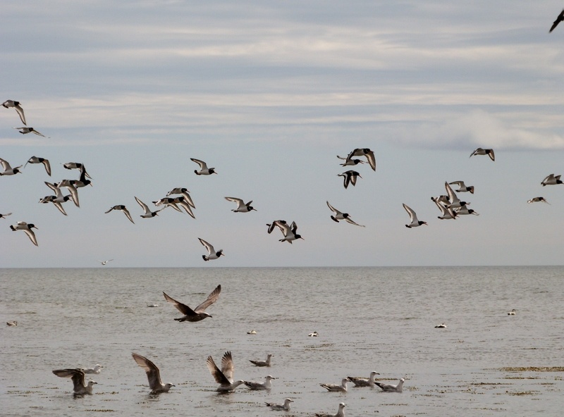 Photograph of Broughty Ferry