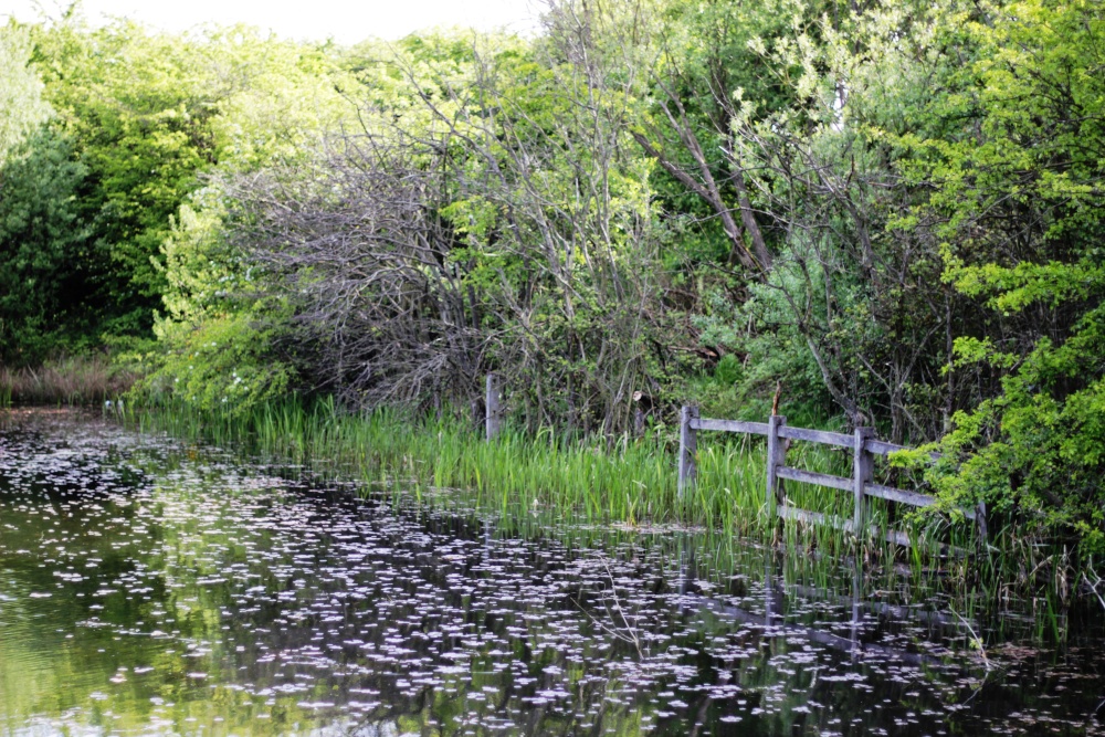 Photograph of Bedworth