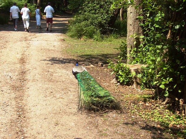 Peacock, Brownsea Island