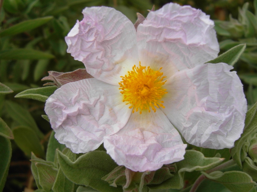 Cistus. photo by Nigel Kyte