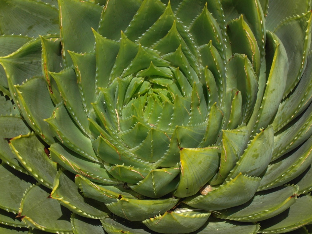 Aloe. photo by Nigel Kyte