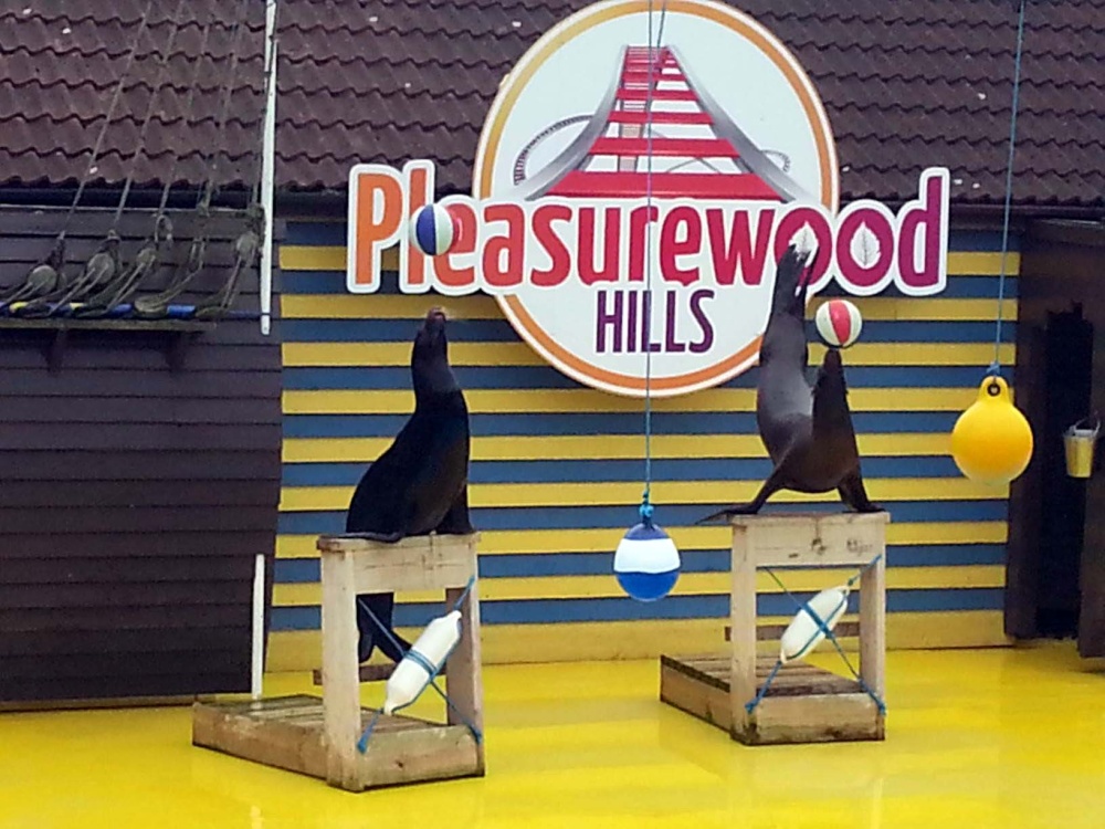Sealion Show, Pleasurewood Hills