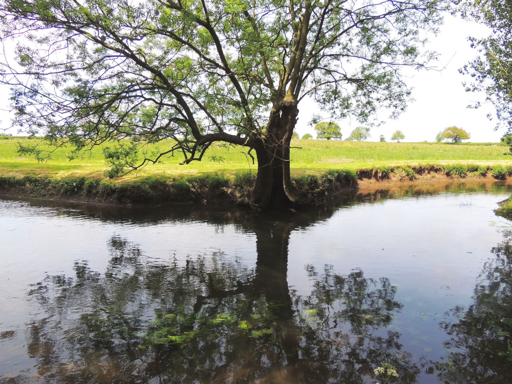 Plantasia Attraction at Dobbies Garden World