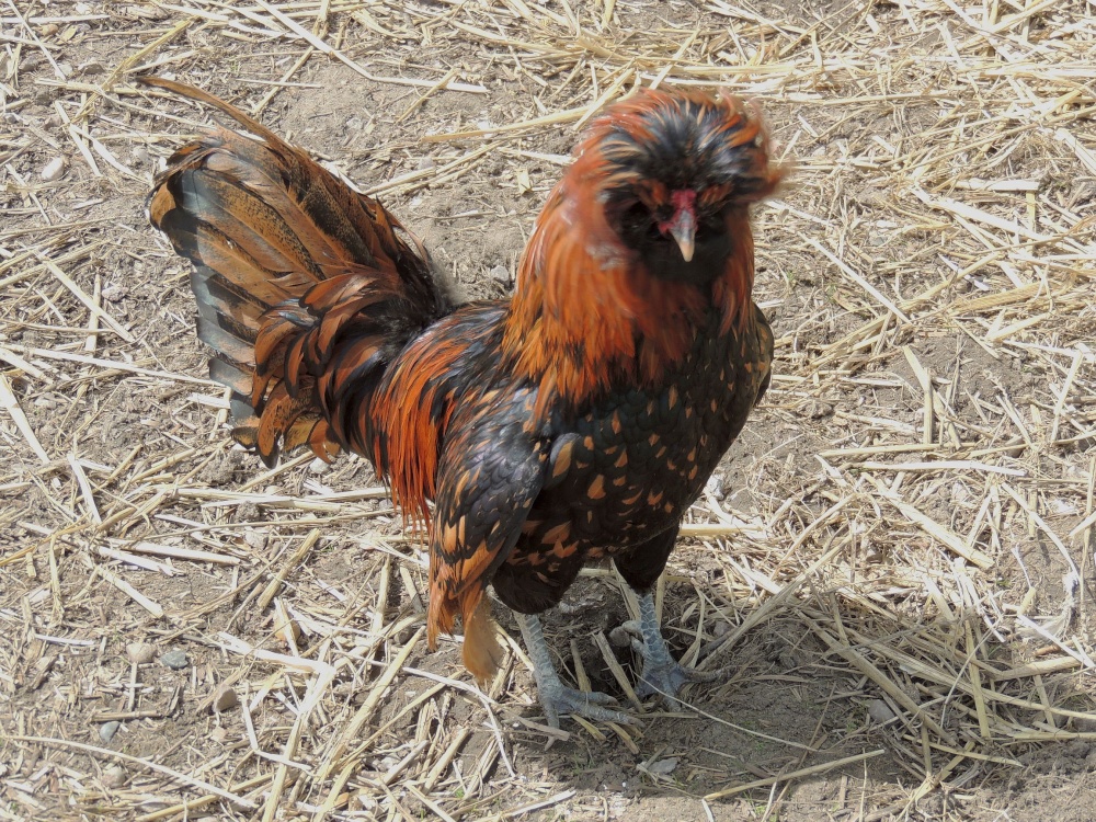Plantasia attraction at Dobbies Garden World