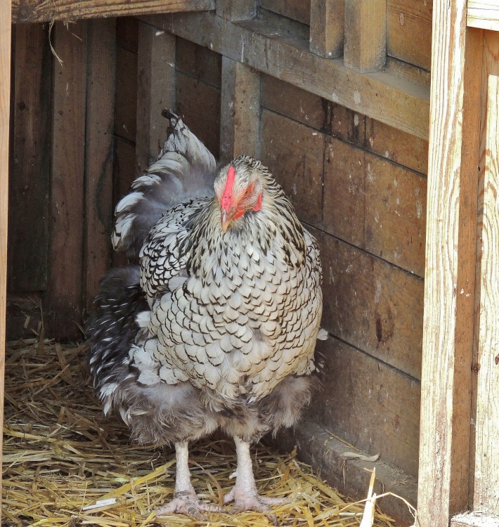 Plantasia attraction at Dobbies Garden World