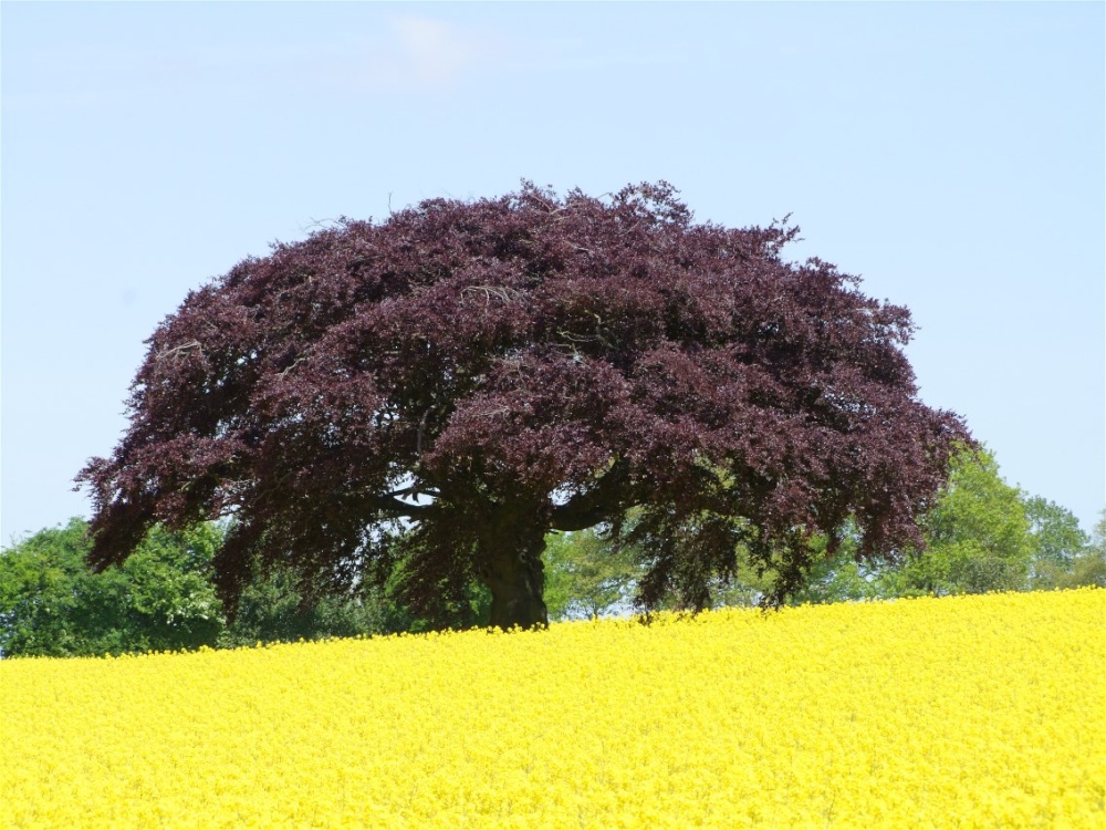 Oil Seed Rape Field, Cheadle, Staffordshire