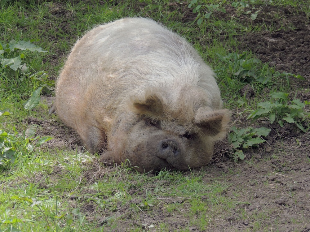 Plantasia Attraction, at Dobbies Garden World