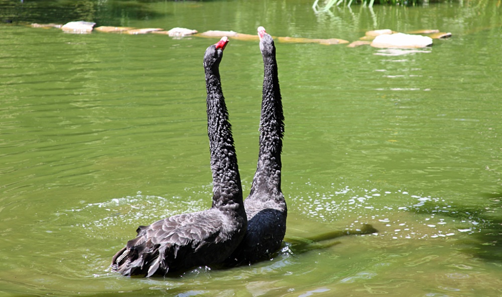 Marwell Zoological Park