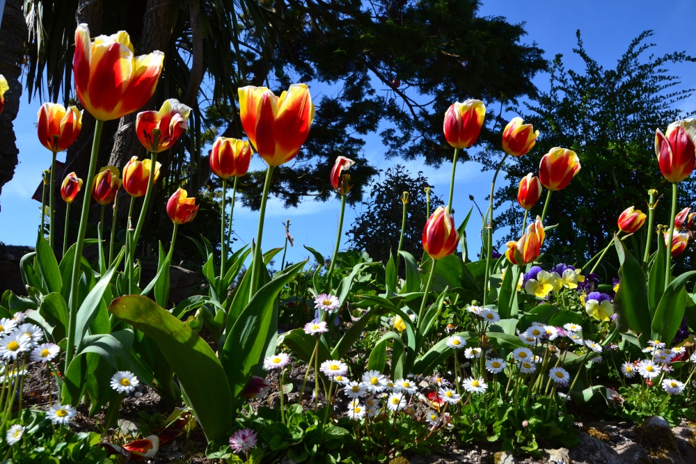 Photograph of Berrynarbor Tulips