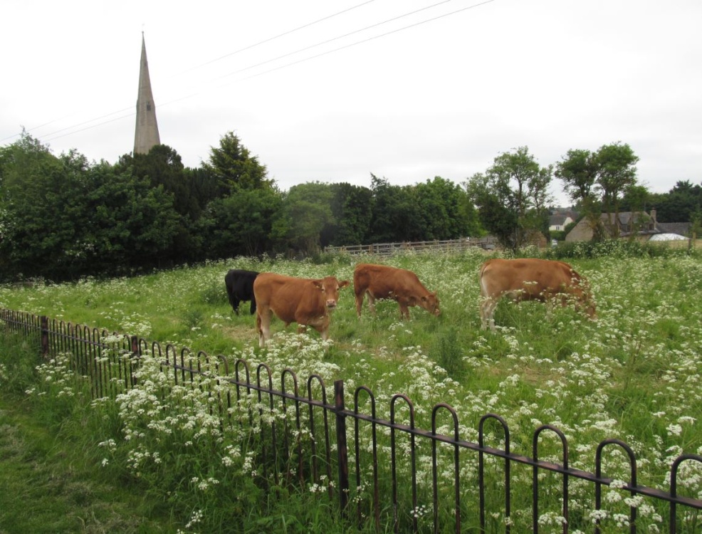 Photograph of Irchester Church and cattle