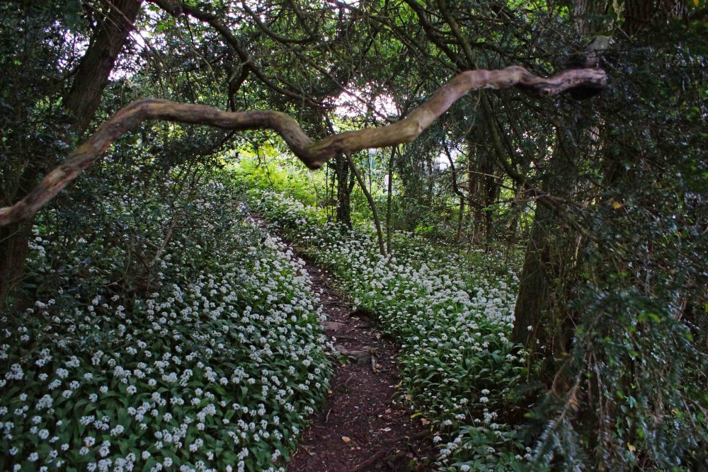Little path Silverdale photo by Mark Brownless