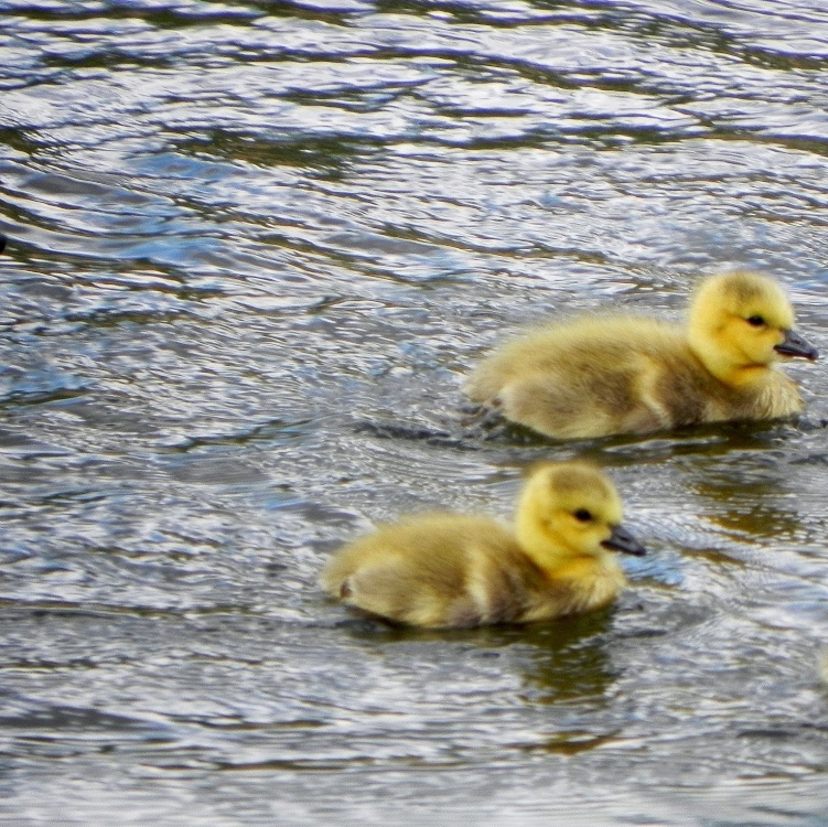 Meriden Park, Chelmsley Wood