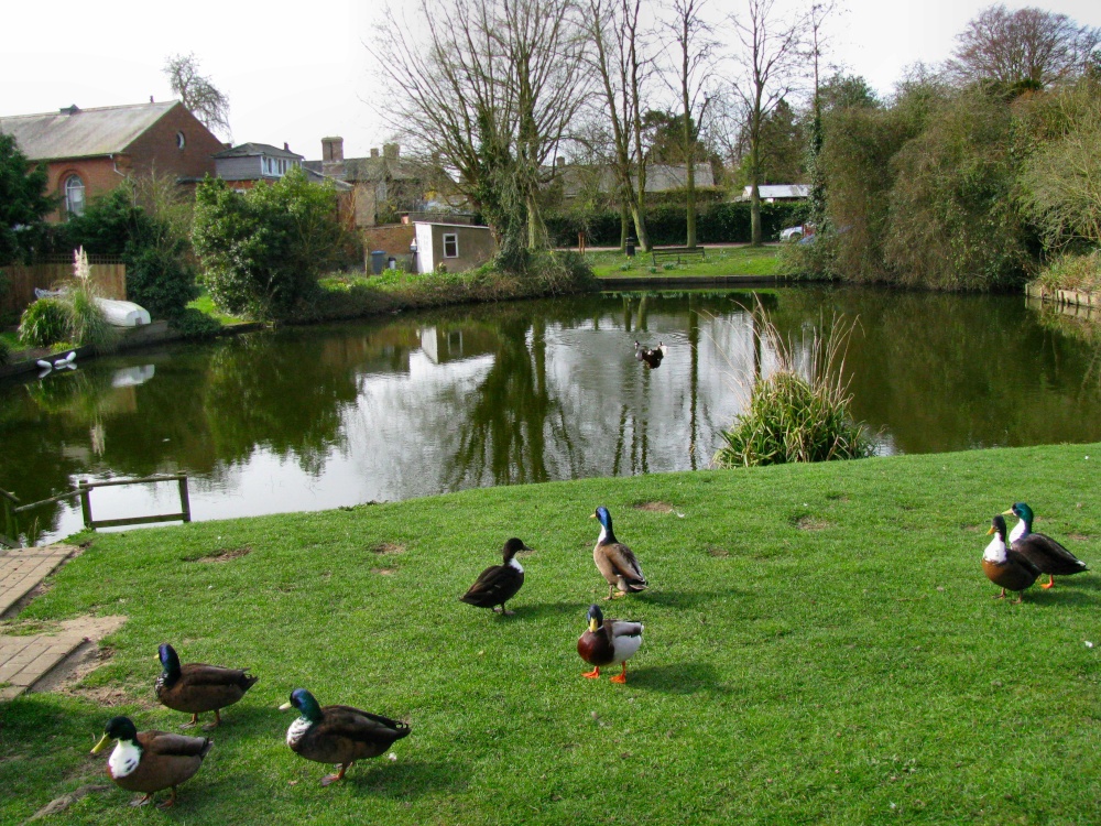 Photograph of The pond at Westleton