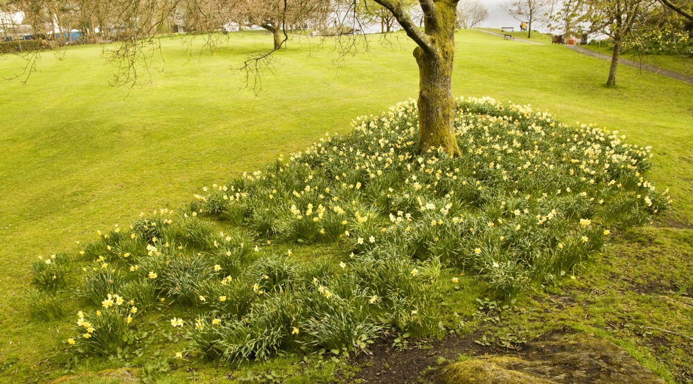 Borrans Field daffodils 1