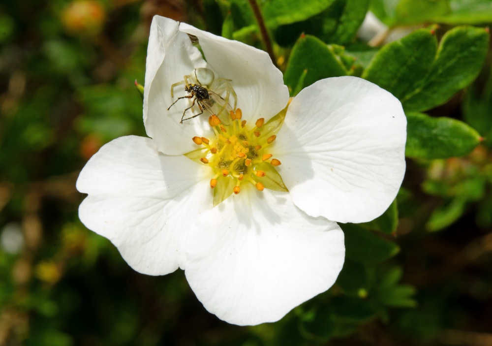Flower, Spider, Fly - Smiths Hall Gardens, West Farleigh