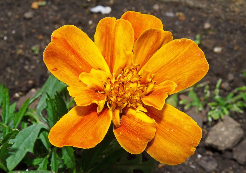 Marigold, Smiths Hall Gardens, West Farleigh