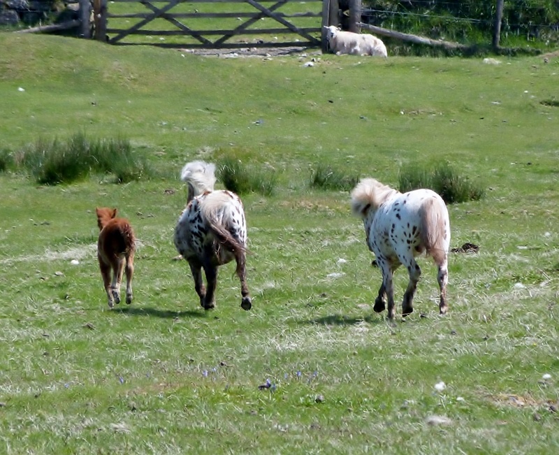 Livestock at Okehampton