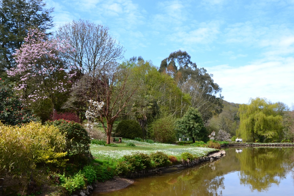 Photograph of Marwood Hill gardens