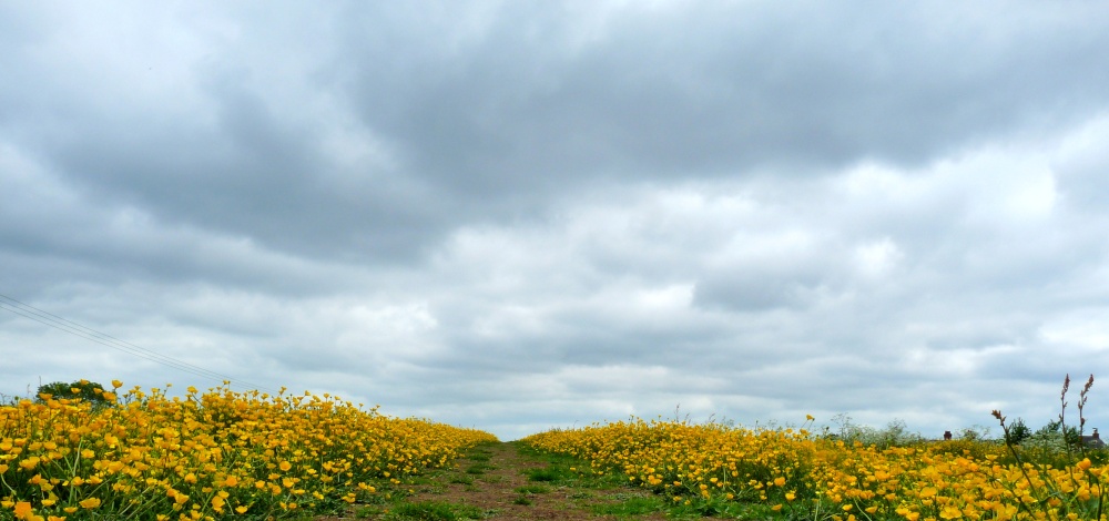 Walking through a Birstall meadow