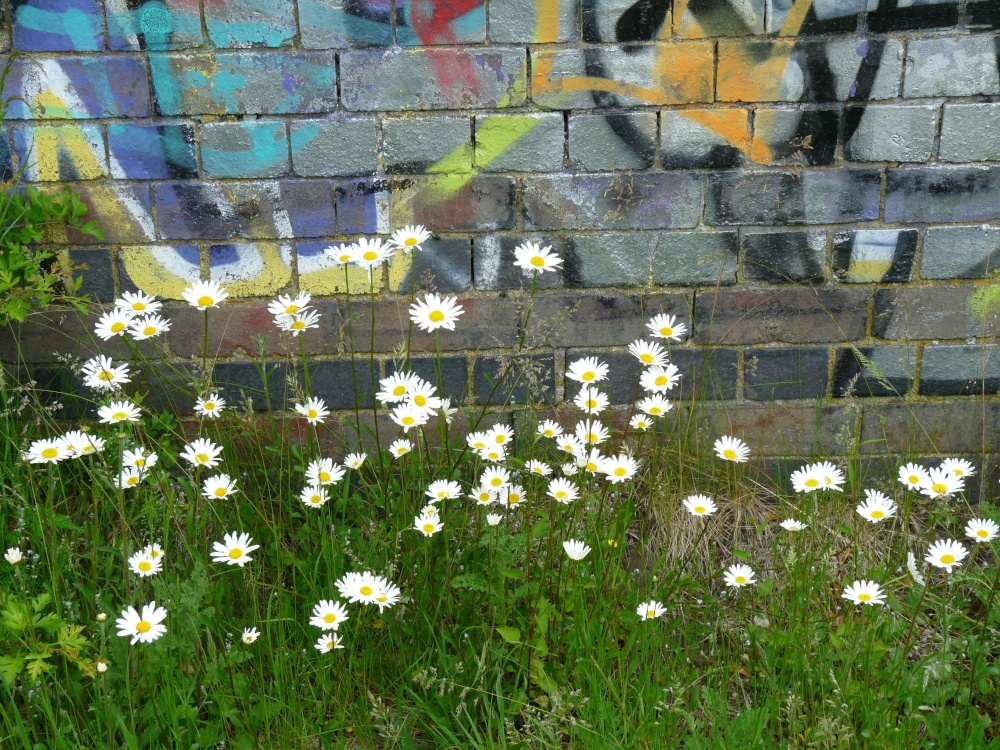 Wild Daisies in Birstall