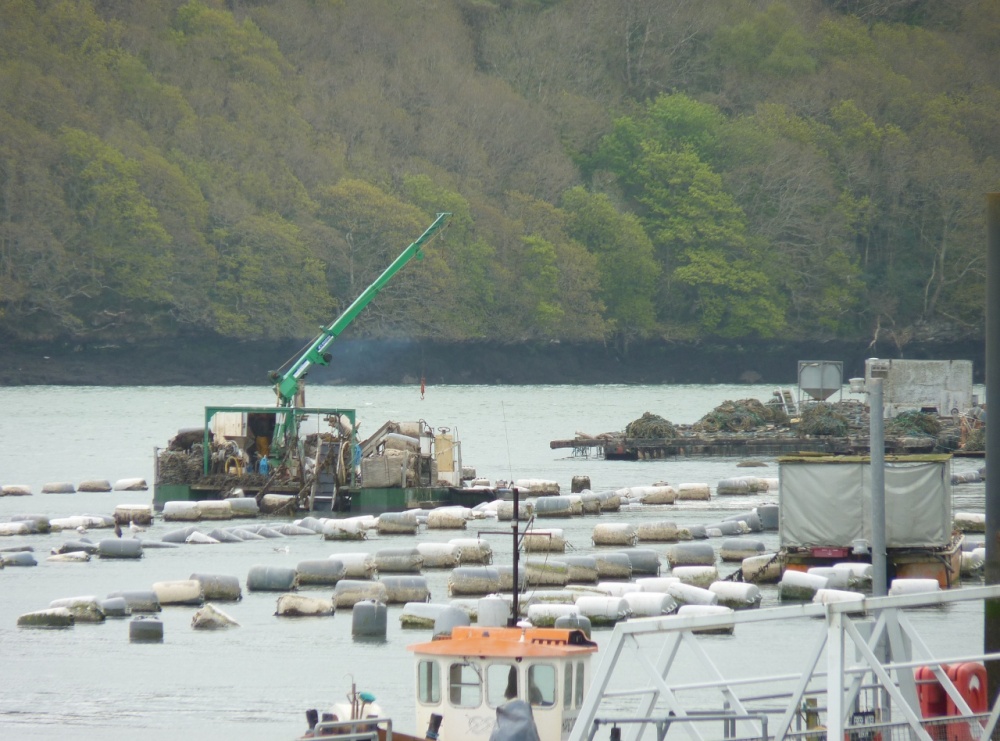 A closer look at the Mussel Farm.