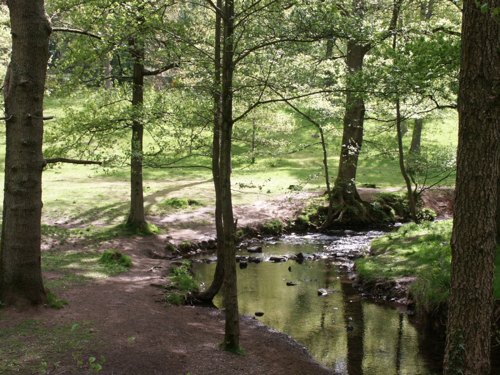 Photograph of Forest of Dean stream