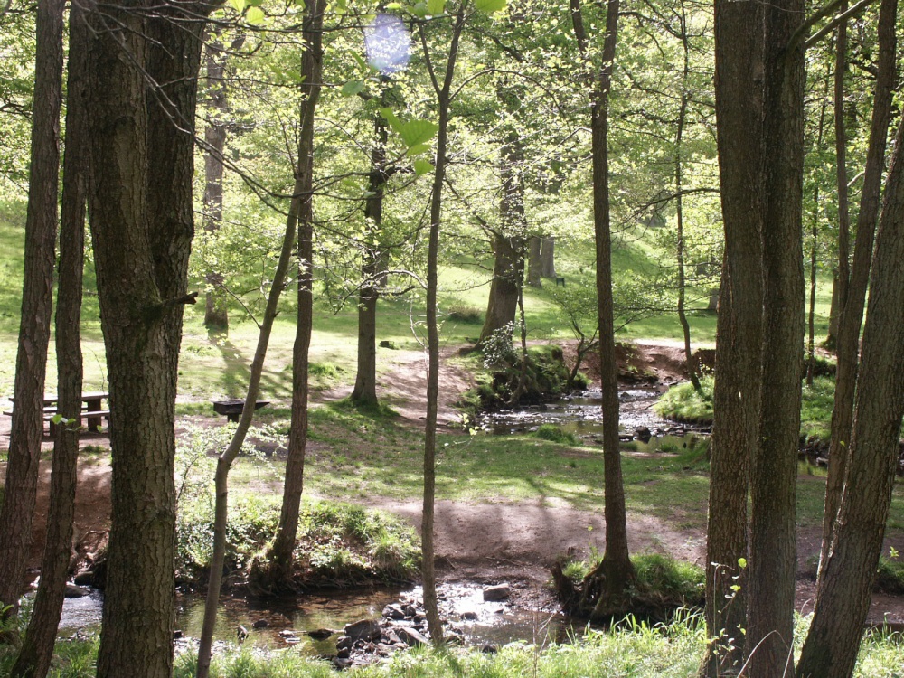 Photograph of Forest of Dean Stream