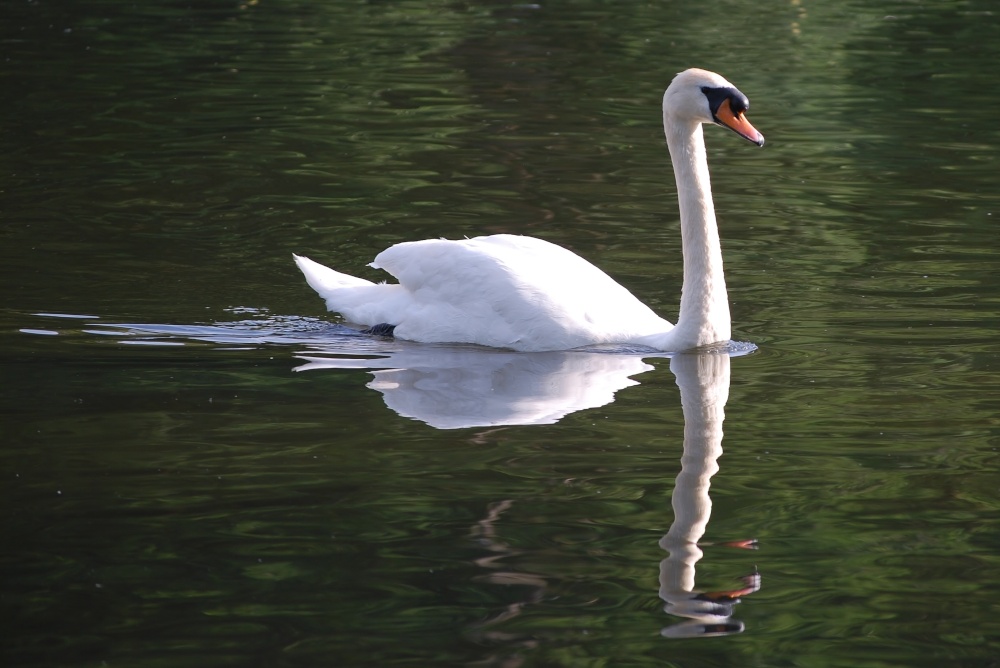Photograph of Swan on the lake, Priory Park, Reigate