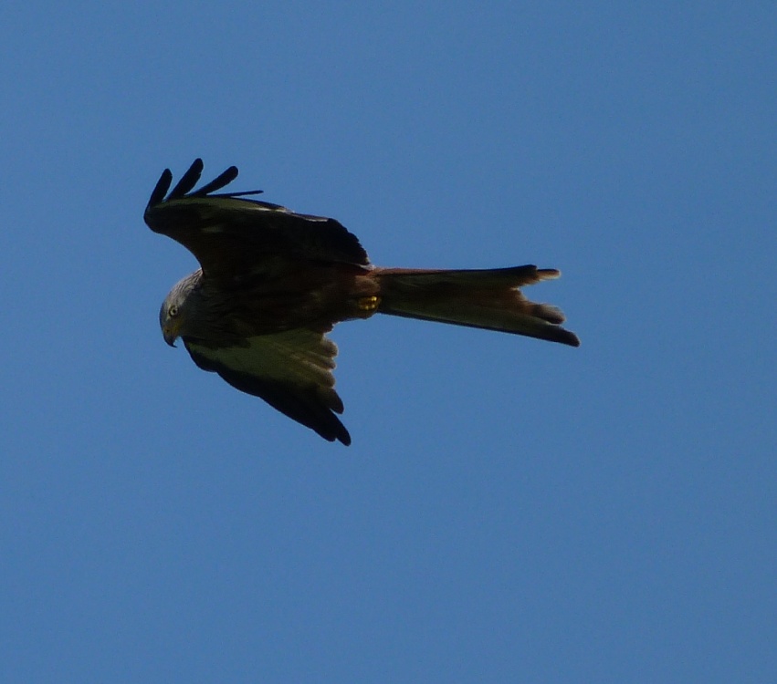 Red Kite at Harewood House photo by Darrell Haywood