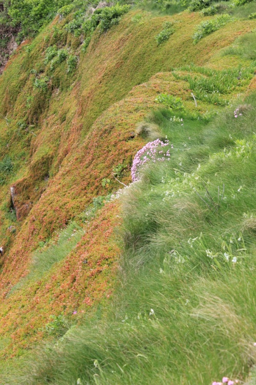 Lizard Headland Flora
