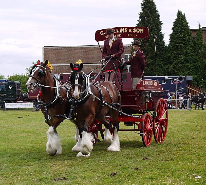 Photograph of Heavy Horse Show, Langford, Essex