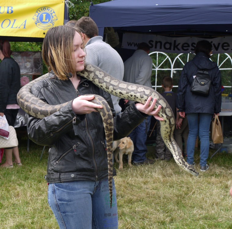 Photograph of Reptiles at Langford, Essex