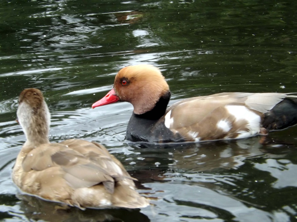 Red crested Pochard, Regents Park, London