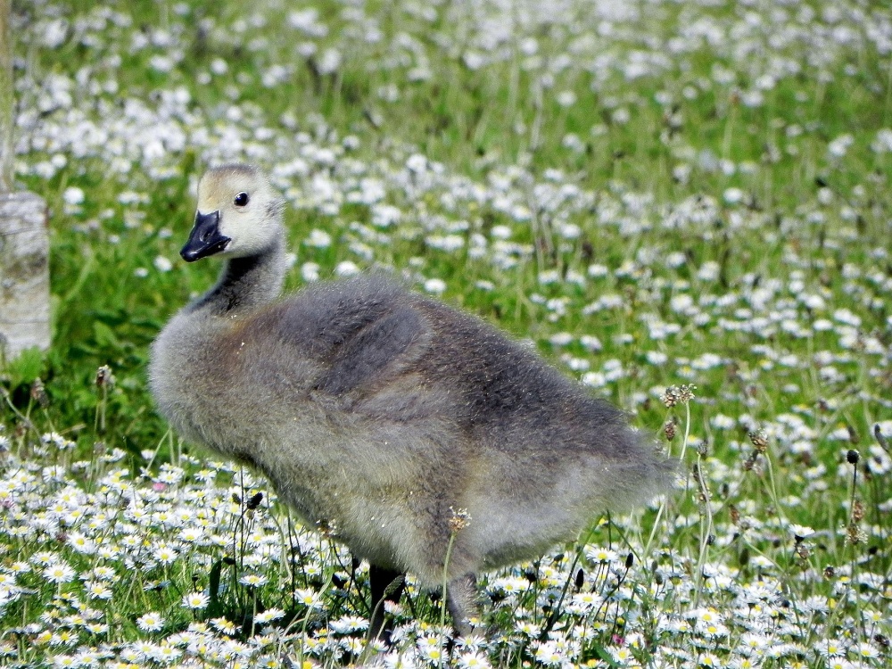 Canada Goose fledgling